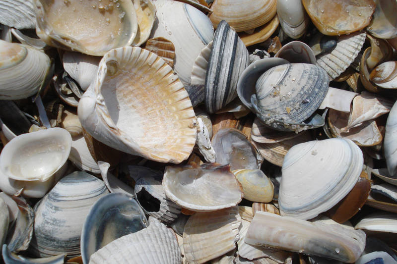 Urlaub am meer Callantsoog LekkerNaarZee